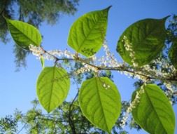 Japanese Knotweed