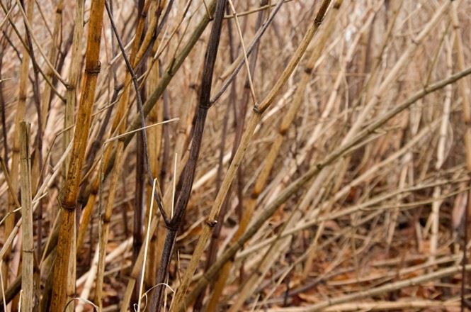 Japanese Knotweed