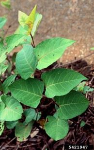 Japanese Knotweed